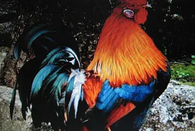 Gallo brhama