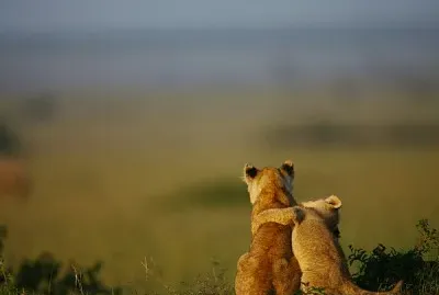 AMIGOS