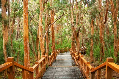 פאזל של naturaleza
