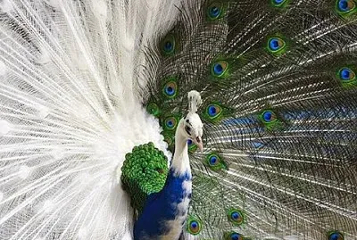 Pavone metÃ  bianco