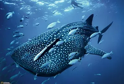 BALLENA AZUL 2 jigsaw puzzle
