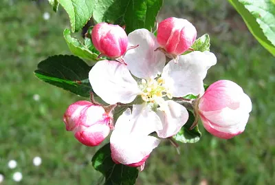 malus malus