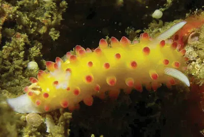 פאזל של Cadlinella ornatissima