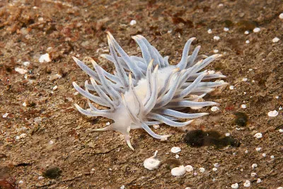 פאזל של Calma glaucoides