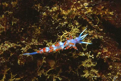 פאזל של Calmella cavolini