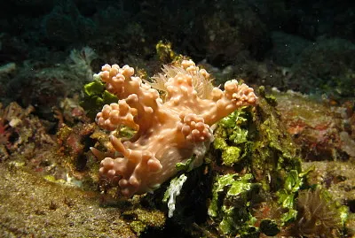 פאזל של Ceratosoma alleni