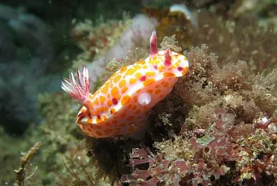 פאזל של Ceratosoma amoenum