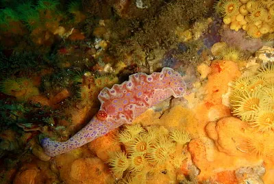 פאזל של Ceratosoma brevicaudatum