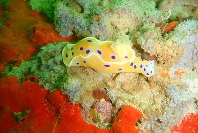 פאזל של Ceratosoma ingozi