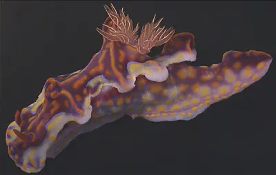 פאזל של Ceratosoma magnificum