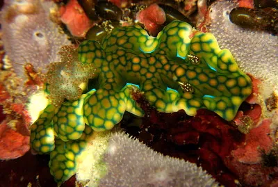 פאזל של Ceratosoma sinuatum