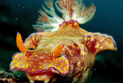 פאזל של Ceratosoma tenue