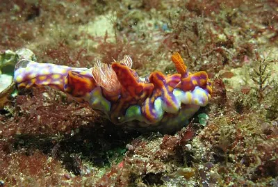 פאזל של Ceratosoma flavicostatum