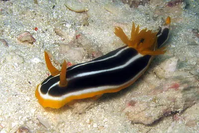 פאזל של Chromodoris africana