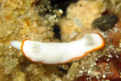 Chromodoris alboneres