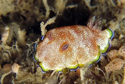 פאזל של Chromodoris pustolosa