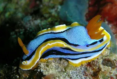 פאזל של Chromodoris annae