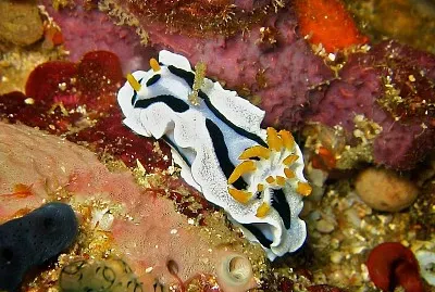 פאזל של Chromodoris dianae