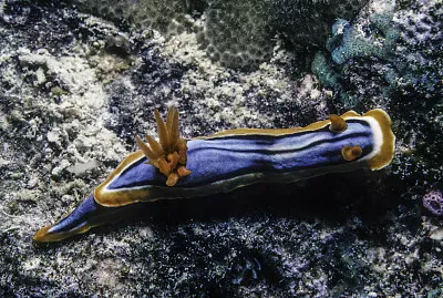 Chromodoris hamiltoni