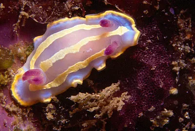 Chromodoris krohni
