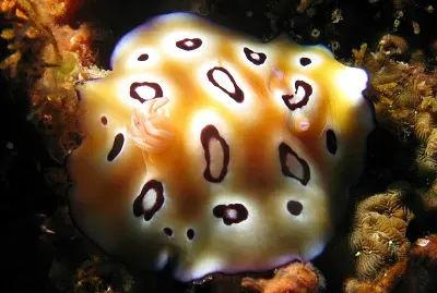 Chromodoris leopardus