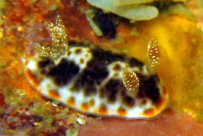 Chromodoris mandapamensis