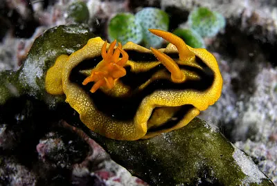 Chromodoris nudibranch