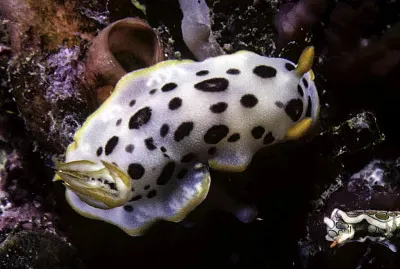 Chromodoris orientalis