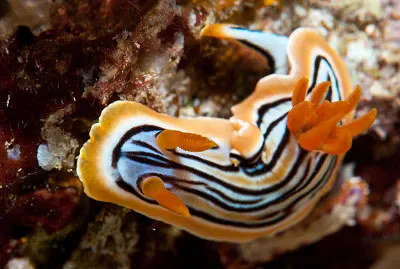 Chromodoris striatella