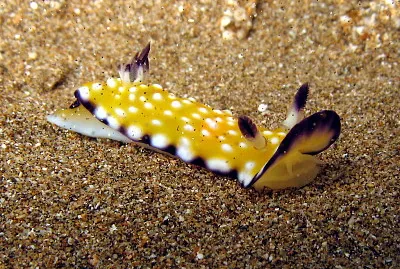 Chromodoris vibrata