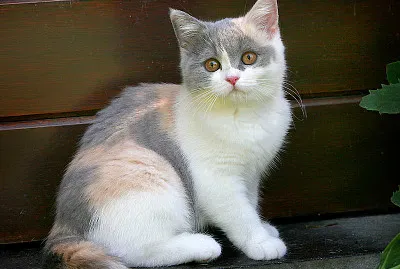 British shorthair tricolore