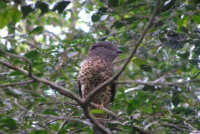 Curol del madagascar