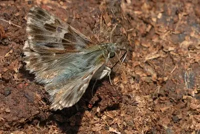 Carcharodus flocciferus