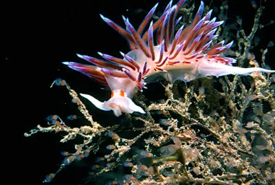 Cratena peregrina