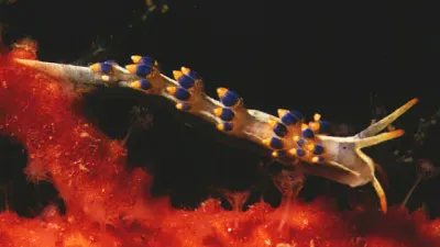 פאזל של Cuthona caerulea