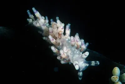 Cuthona purpureoanulata