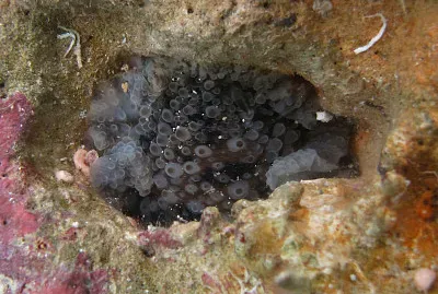 Dendrodoris albopurpura