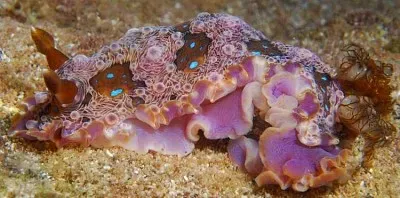 Dendrodoris alchetron