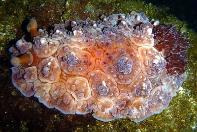 Dendrodoris carbunculata