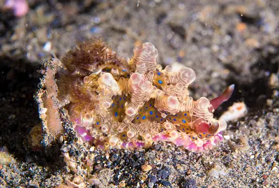 Dendrodoris denisoni