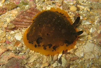 Dendrodoris limbata