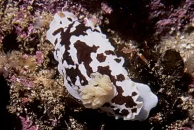 Dendrodoris nigra