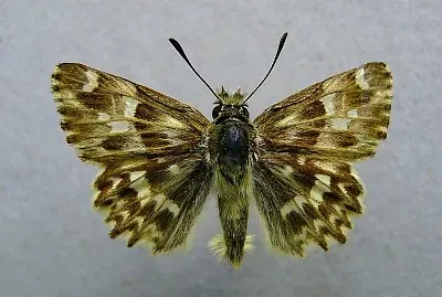 Carcharodus lavatherae