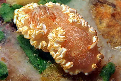 Ardeodoris poliahu