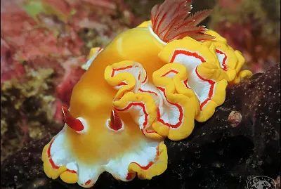 Ardeadoris rubroannullata