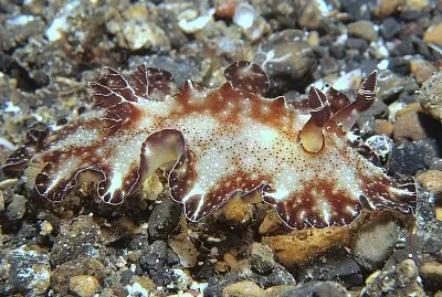 Discodoris boholiensis