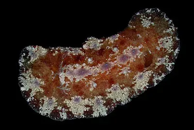 Discodoris cebuensis