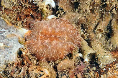 Discodoris stellifera
