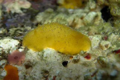 Doris granulosa