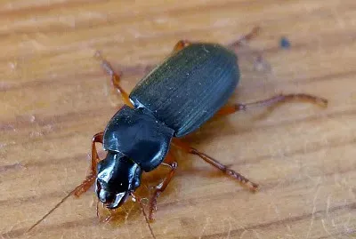 Harpalus rufipes